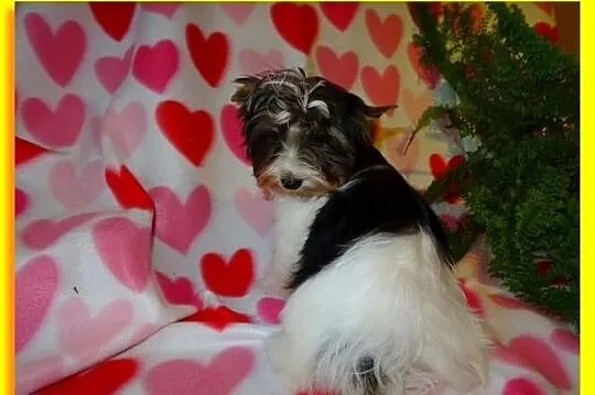 Biewer Yorkshire Terrier. Śliczny chłopczyk po Cha