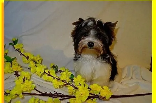 Biewer Yorkshire Terrier. Śliczny chłopczyk po Cha
