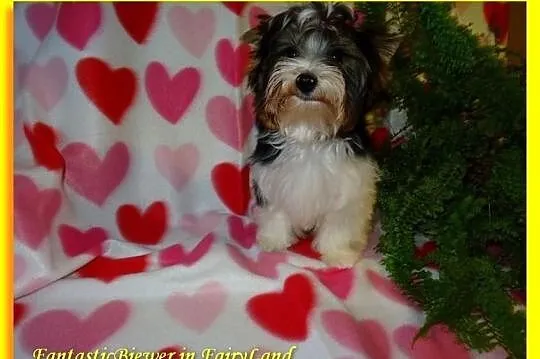 Biewer Yorkshire Terrier. Śliczny chłopczyk po Cha