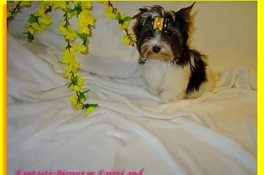 Biewer Yorkshire Terrier. Śliczny chłopczyk po Cha