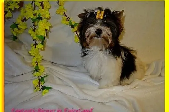 Biewer Yorkshire Terrier. Śliczny chłopczyk po Cha