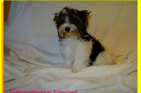 Biewer Yorkshire Terrier. Śliczny chłopczyk po Cha