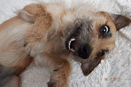 Młody, kudłaty, grzeczny Toni szuka kochającego do