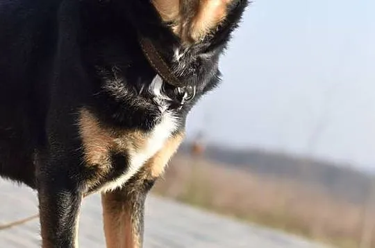 Nobi psiak, którego nikt nie chce, a on tak bardzo