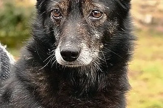 Dziadek, bardzo grzeczny, niewielki kanapowiec szuka domu!