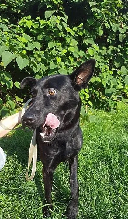 Salvo - średni, przyjazny pies - do adopcji, mazo