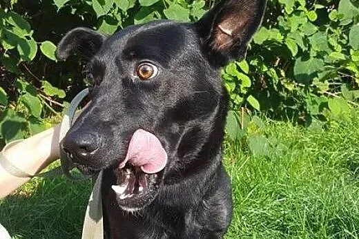 Salvo - średni, przyjazny pies - do adopcji,  mazo