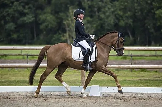 Wybitny kuc ujeżdżeniowy FEI Pony Wałach 6 lat