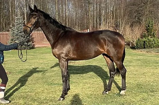 Klacz old 2017, , 