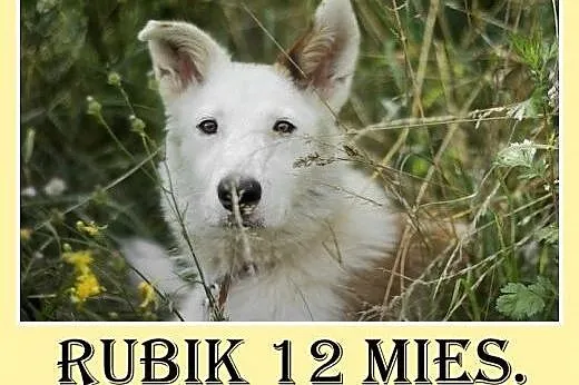 12mies.wesoły,przyjazny,towarzyski,średni pies RUB