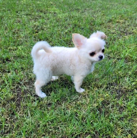 Szczeniak samiec chihuahua długowłosy -  bez wad, malutki, , Warszawa
