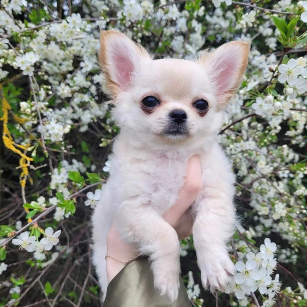 Szczeniak samiec chihuahua długowłosy - bez wad, malutki, , Warszawa