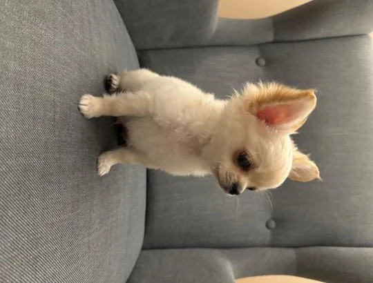 Szczeniak samiec chihuahua długowłosy -  bez wad, malutki, , Warszawa