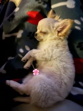 Szczeniak samiec chihuahua długowłosy -  bez wad, malutki, , Warszawa