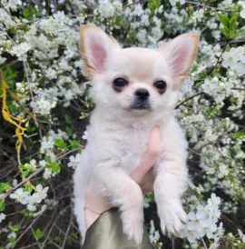 Szczeniak samiec chihuahua długowłosy -  bez wad, malutki
