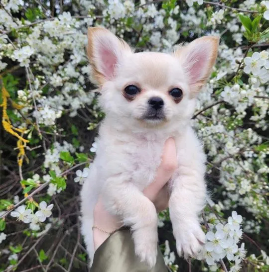 Szczeniak samiec chihuahua długowłosy -  bez wad, malutki, , Warszawa