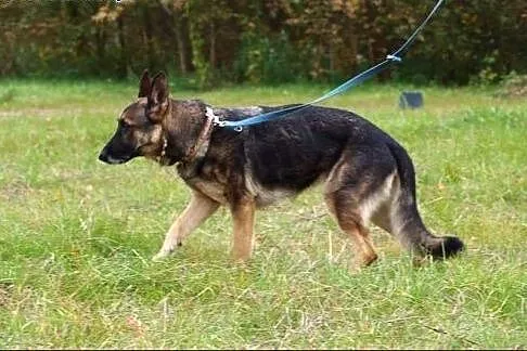 Dora - przecudna owczareczka :),  warmińsko-mazurskie Olsztyn