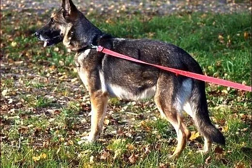 Dora - przecudna owczareczka :),  warmińsko-mazurs