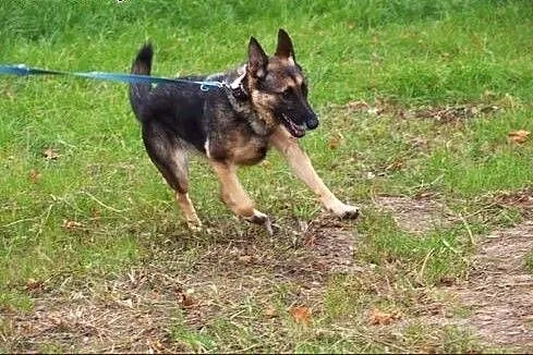 Dora - przecudna owczareczka :),  warmińsko-mazurs