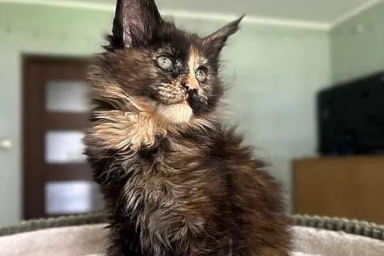 Ida kotka Maine Coon