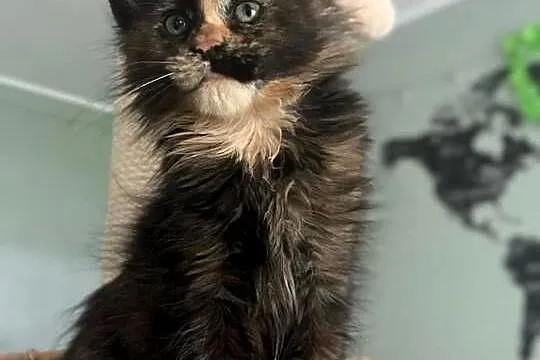 Ida kotka Maine Coon, Kujawsko-pomorskie, Szembruk