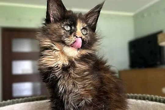 Ida kotka Maine Coon, Kujawsko-pomorskie, Szembruk