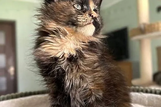 Ida kotka Maine Coon, Kujawsko-pomorskie, Szembruk