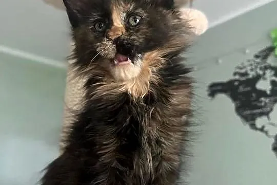 Ida kotka Maine Coon, Kujawsko-pomorskie, Szembruk