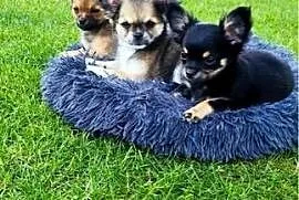 Chihuahua długowłose