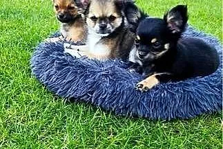 Chihuahua długowłose
