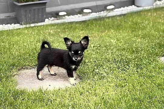 Chihuahua długowłose, Śląskie, Zabrze