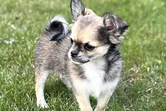 Chihuahua długowłose, Śląskie, Zabrze