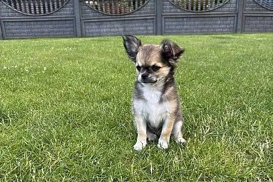 Chihuahua długowłose, Śląskie, Zabrze