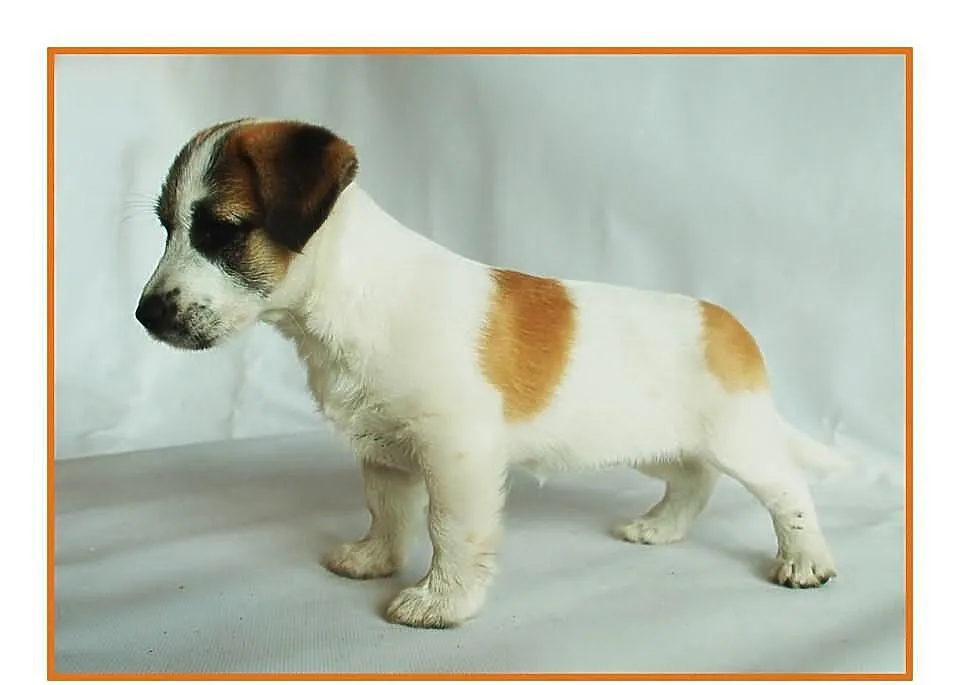 Jack Russell Terrier - szczenięta z rodowodem FCI