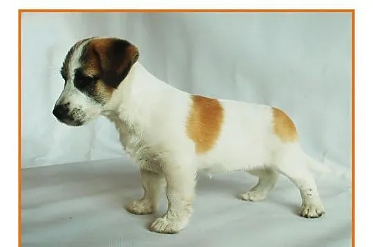 Jack Russell Terrier - szczenięta z rodowodem FCI