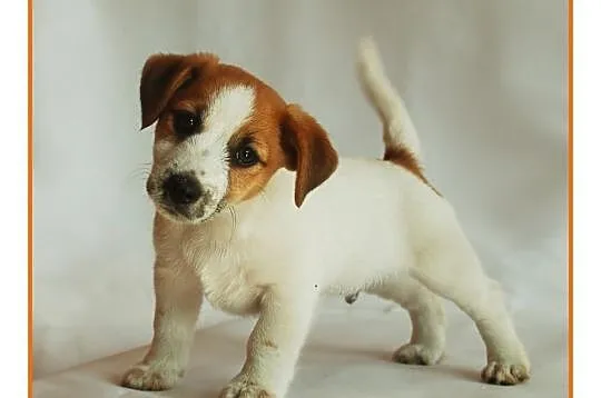 Jack Russell Terrier - szczenięta z rodowodem FCI
