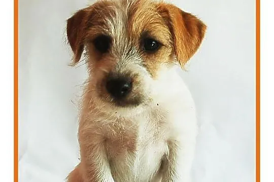 Jack Russell Terrier - szczenięta z rodowodem FCI