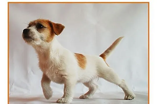 Jack Russell Terrier - szczenięta z rodowodem FCI