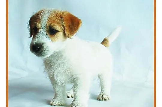 Jack Russell Terrier - szczenięta z rodowodem FCI
