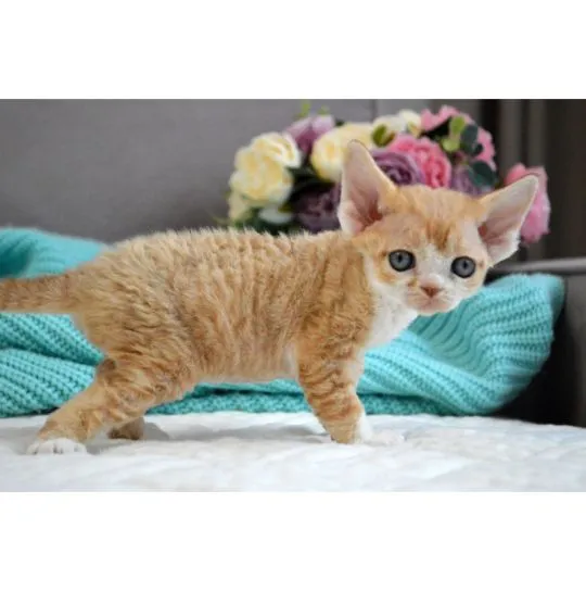 Wysterylizowana, odpazurzona, zaczipowana kotka rasy devon rex trafi do dobrego domu.