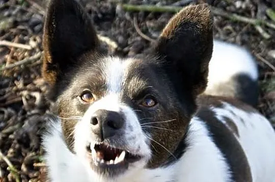 Wesoły Reksio poleca się do adopcji !