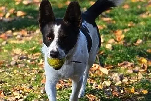 Wesoły Reksio poleca się do adopcji !
