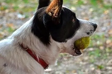 Wesoły Reksio poleca się do adopcji !