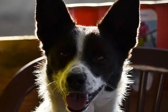 Wesoły Reksio poleca się do adopcji !