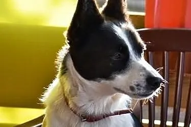 Wesoły Reksio poleca się do adopcji !