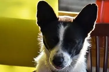 Wesoły Reksio poleca się do adopcji !