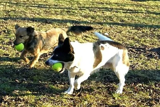 Wesoły Reksio poleca się do adopcji !