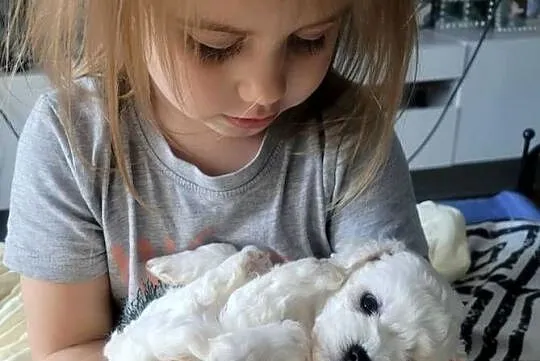 szczeniak bichon frise, Kujawsko-pomorskie, Bydgoszcz