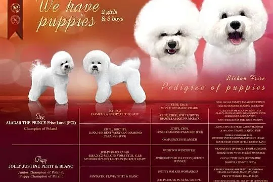 szczeniak bichon frise, Kujawsko-pomorskie, Bydgoszcz