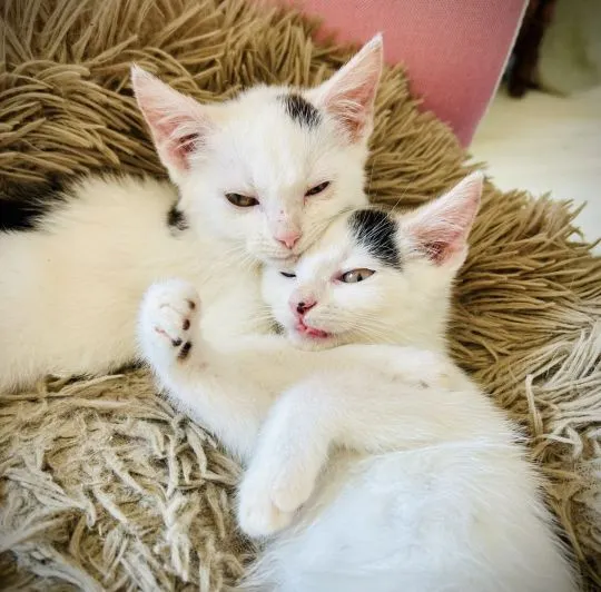 Przeurocze kocięta, Lotka i Loki do adopcji!  Lotka i Loki – dwa cudaki słodziaki szukają domku! Poz